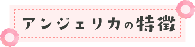 アンジェリカの特徴